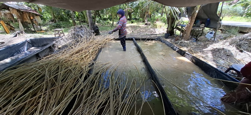 pengolahan rotan jawit